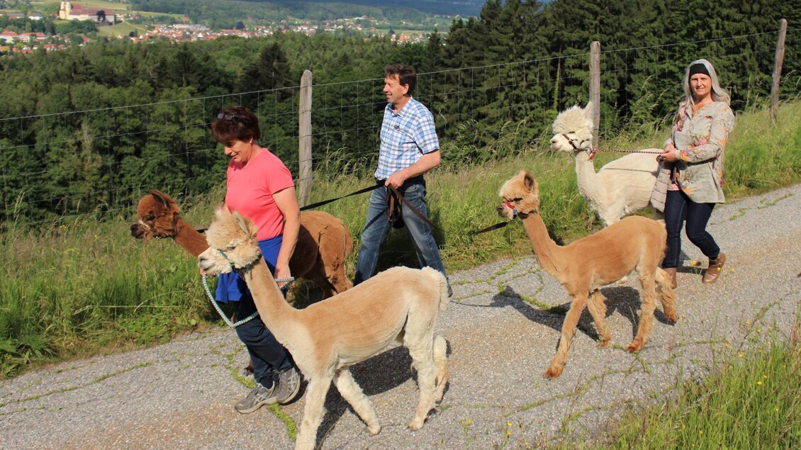 Wanderung mit Alpakas | © Schlossblick Alpakas - Julia Strohmeier