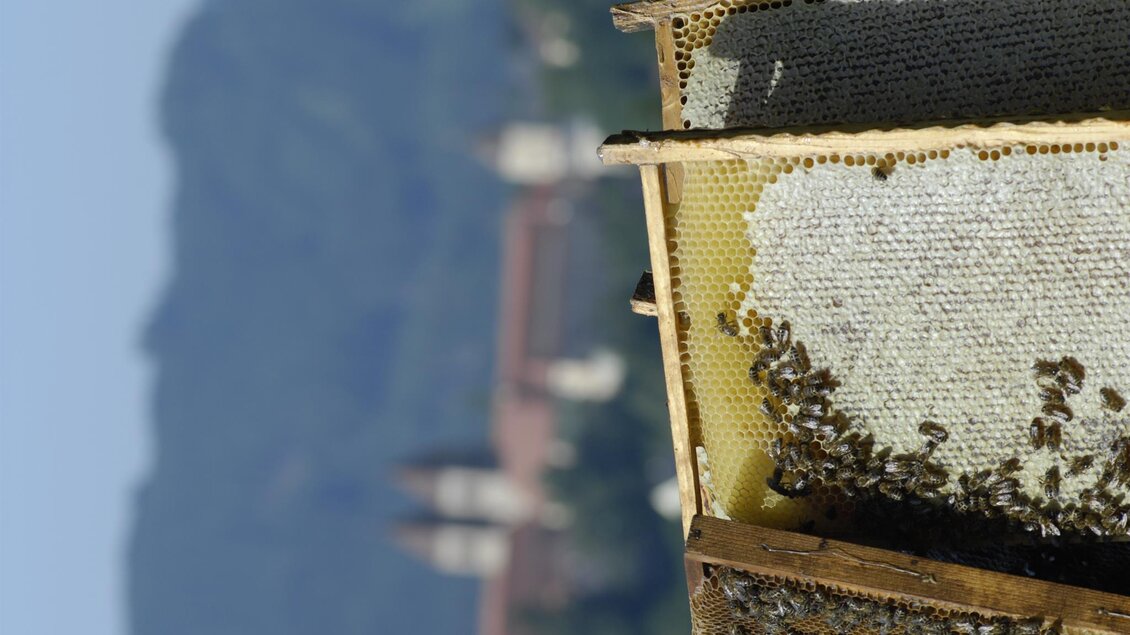 Ein Bienenstock mit vielen Bienen auf den Waben. Im Hintergrund sind unscharf Berge und ein Gebäude zu sehen. | © Seckauer Waldhonig – Imkerei Wachter