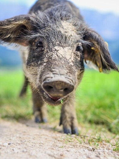 Naturschätze Mangalitza | © TVB Ausseerland Salzkammergut_Jacqueline Korber