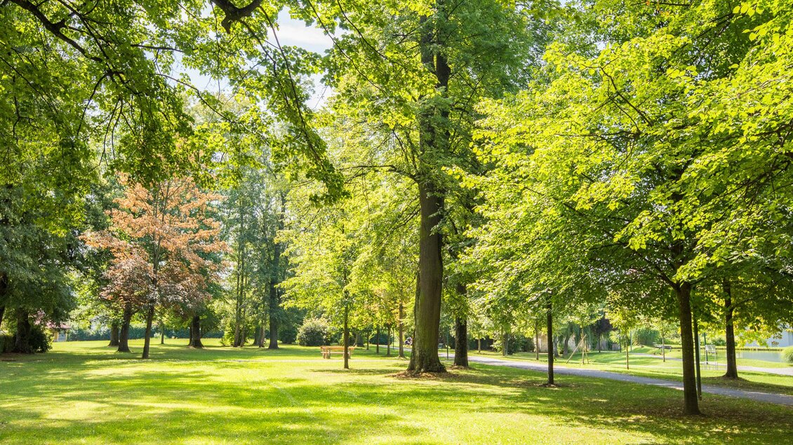 Ein grüner Park mit hohen Bäumen und viel Sonnenlicht. Im Hintergrund sind einige bunte Blätter zu sehen. | © Helmut Schweighofer