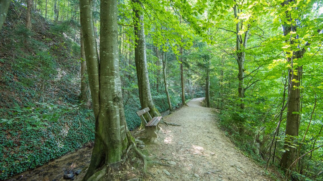 Ein ruhiger Waldweg mit einer Bank und viel grünem Laub. Neben dem Weg fließt ein kleiner Bach. | © Helmut Schweighofer