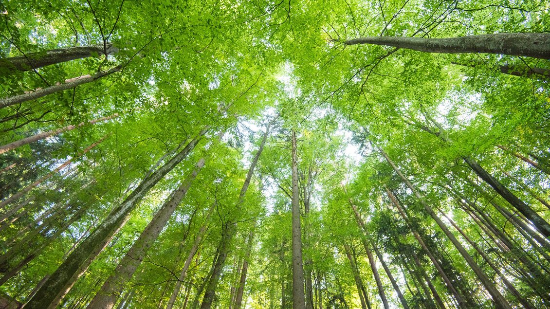 Ein dichter Wald mit hohen Bäumen und üppigem grünem Laub. Das Licht scheint durch die Blätter und schafft eine ruhige Atmosphäre. | © Helmut Schweighofer