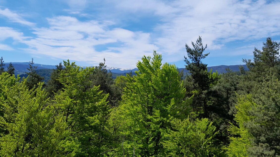 Ein schöner Aussichtspunkt mit üppigem, grünem Wald und sanften Bergen im Hintergrund. Der Himmel ist blau und mit einigen Wolken bedeckt. | © TV Südsteiermark - Hans Stering
