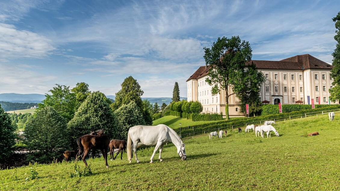 Lipizzanergestüt Piber | © TV Region Graz - Die Abbilderei