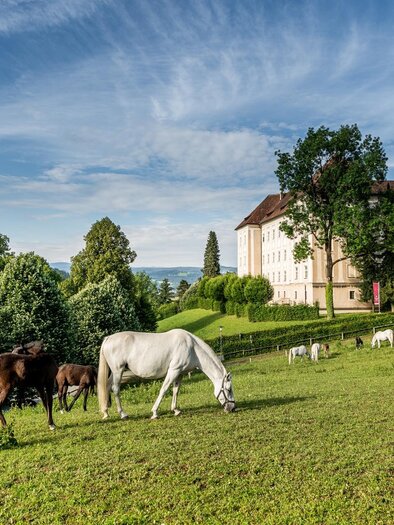 Lipizzanergestüt Piber | © TV Region Graz - Die Abbilderei