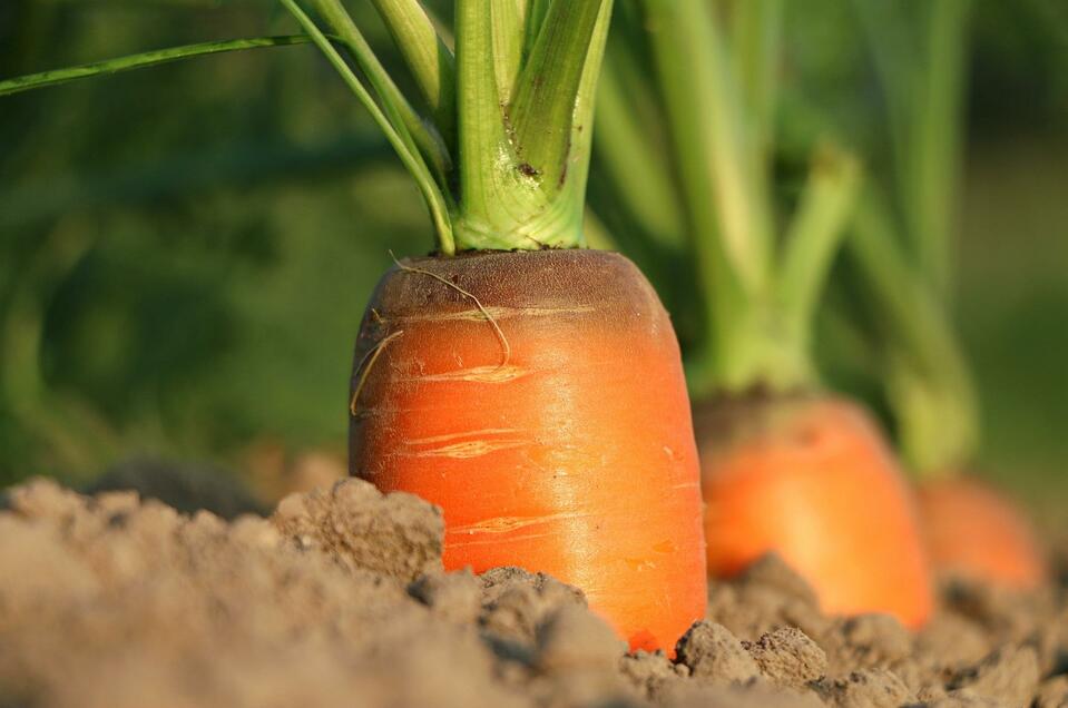 Stoani´s Gemüseäckerlein-Feldverkauf - Impression #1 | © Pixabay