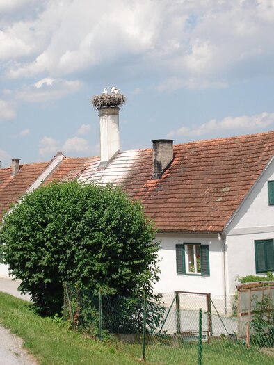 Störche im Nest in Bad Blumau | © Kurkommission Bad Blumau