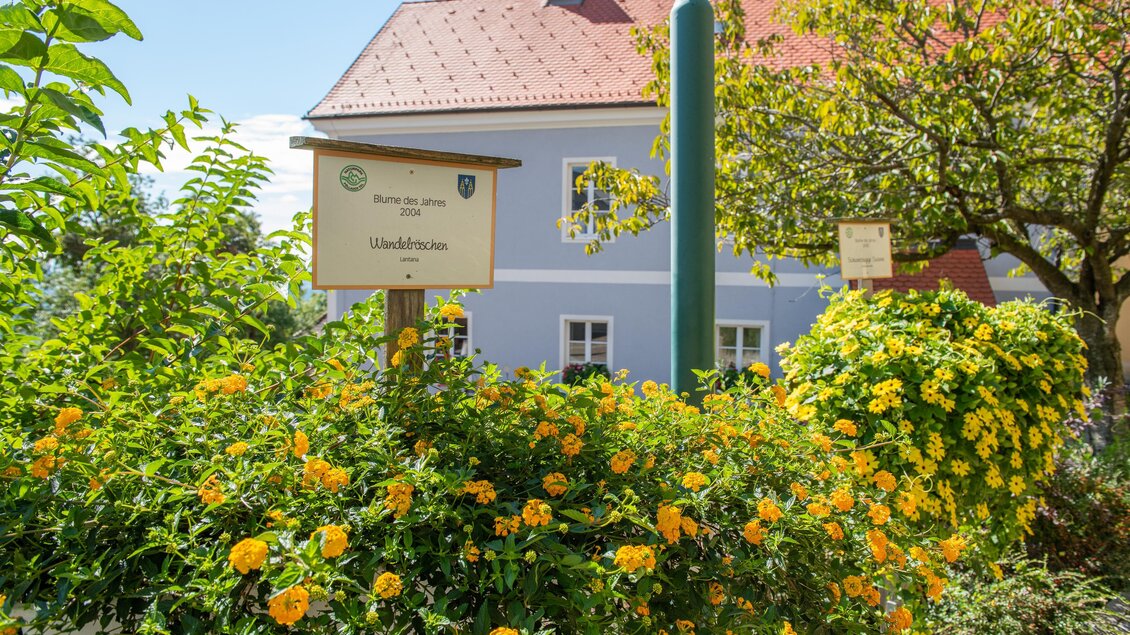 Wandelröschen_Pöllauberg_Oststeiermark | © Helmut Schweighofer