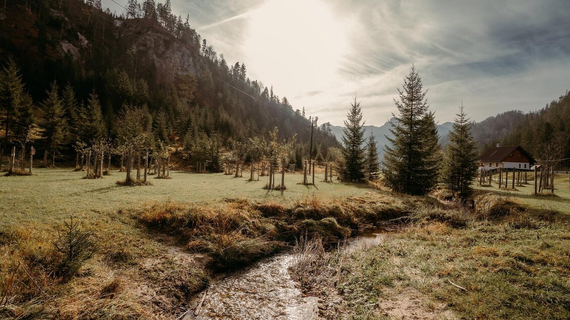 <p>Eine sonnige Landschaft mit einer Streuobstwiese im Naturpark Steirische Eisenwurzen mit Wäldern und Bergen im Hintergrund. Ein kleiner Bach fließt durch die Wiese.</p> | © Barbara Nachbagauer