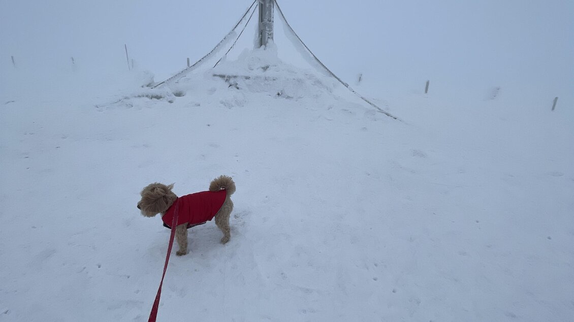 zu sehen ist ein Hund im Schnee und ein Gipfelkreuz. | © Oststeiermark Tourismus