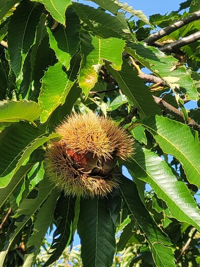 A mixture of various chestnuts, some are brown and others are yellowish. The chestnuts are partially peeled and lie loosely next to each other. | © TV Südsteiermark - Irene Löschnig