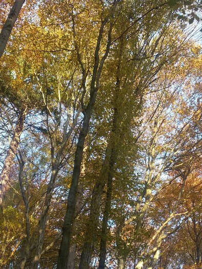 Ein schöner Wald im Herbst mit bunten Blättern. Die Sonnenstrahlen scheinen durch die Bäume. | © TV Südsteiermark - Irene Löschnig