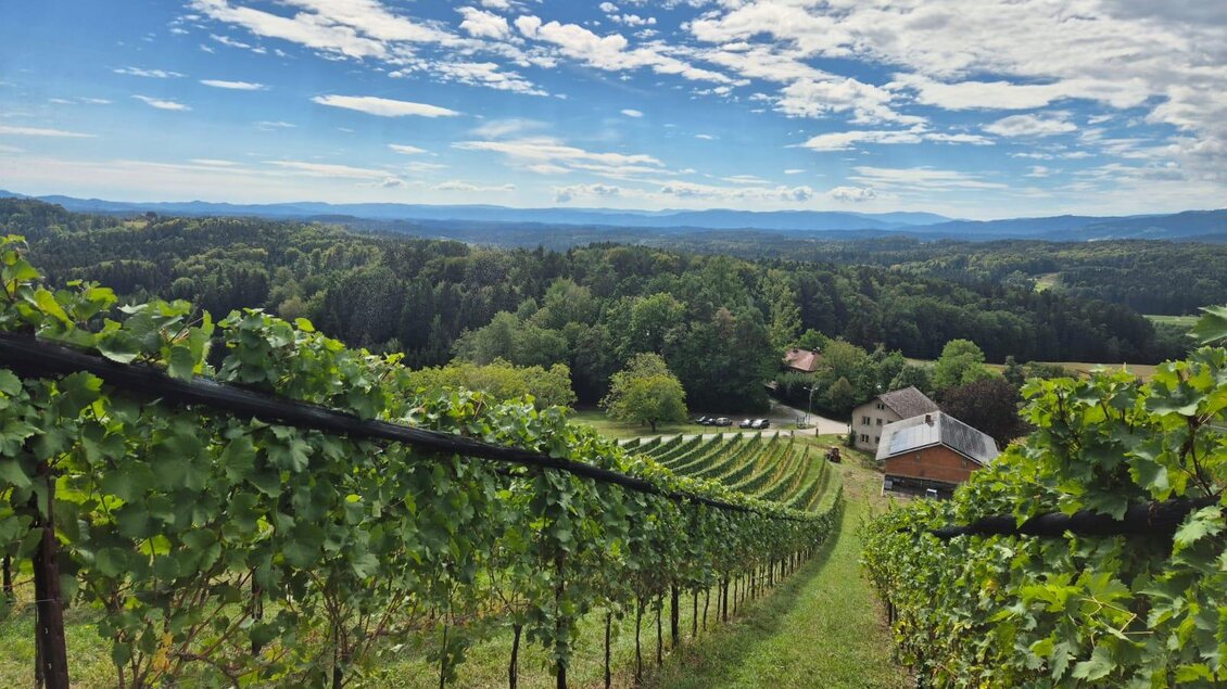 Eine malerische Weinlandschaft mit dicht bewachsenen Weinreben. Im Hintergrund sind Hügel und ein klarer Himmel zu sehen. | © Markus Fuetsch