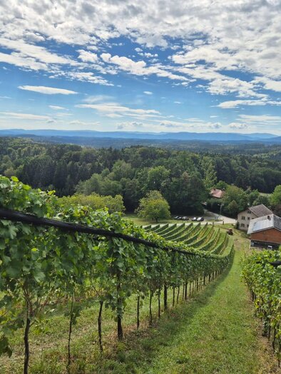 Eine malerische Weinlandschaft mit dicht bewachsenen Weinreben. Im Hintergrund sind Hügel und ein klarer Himmel zu sehen. | © Markus Fuetsch