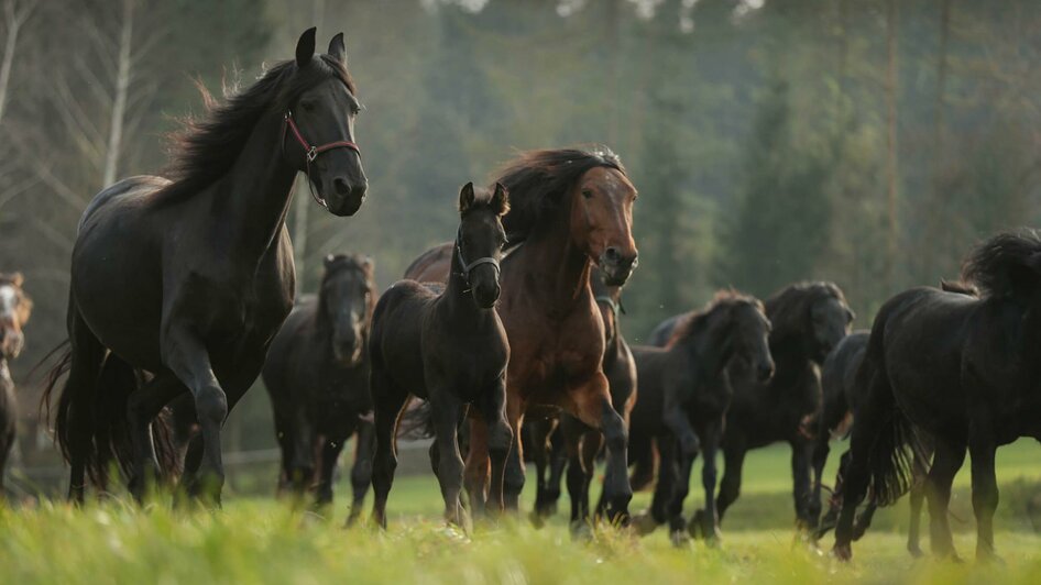 Töchterlehof_horses in the meadow_Eastern Styria | © Töchterlehof