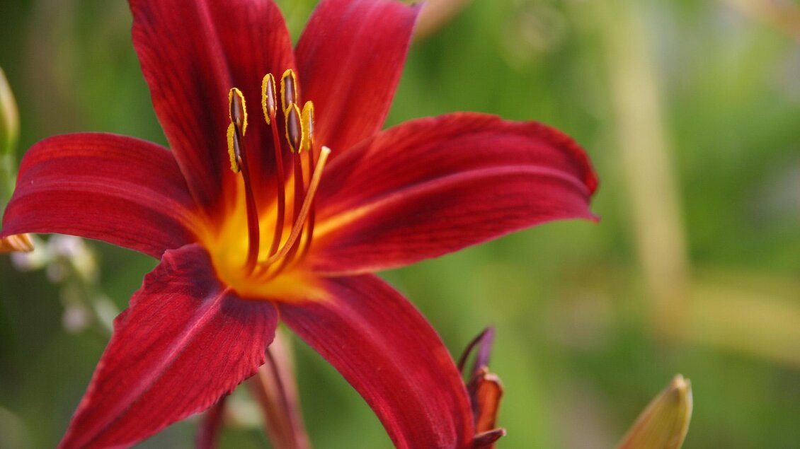 Susis Garten_Blume | © © Susis Garten