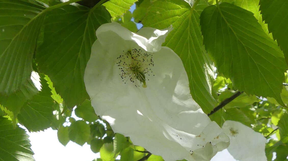 Susis Garten - Impressionen #2.10