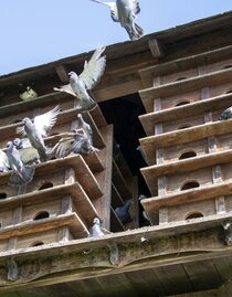 pigeon coop in the Thermenpark | © Kurkommission Bad Blumau | Christian Thomaser | © Kurkommission Bad Blumau