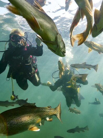 Fischbegegnung | ©  Susanne Einzenberger