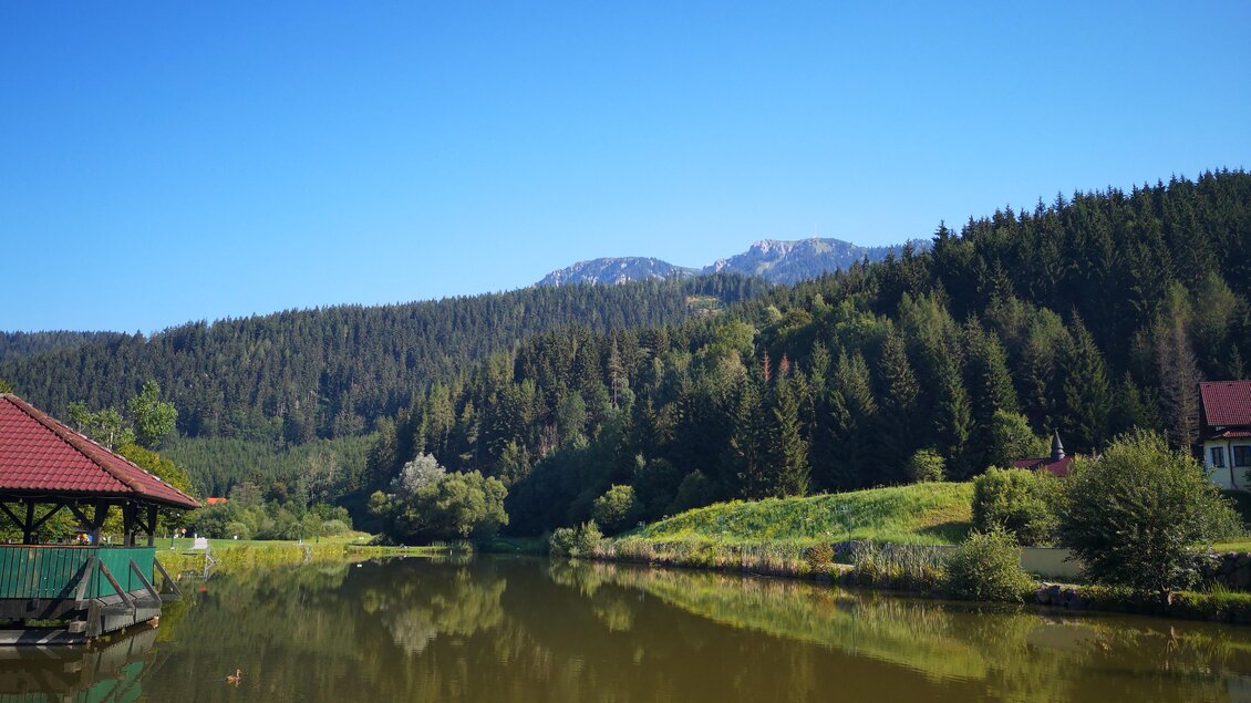 Fischteich mit Karpfen, Forellen und Zander.