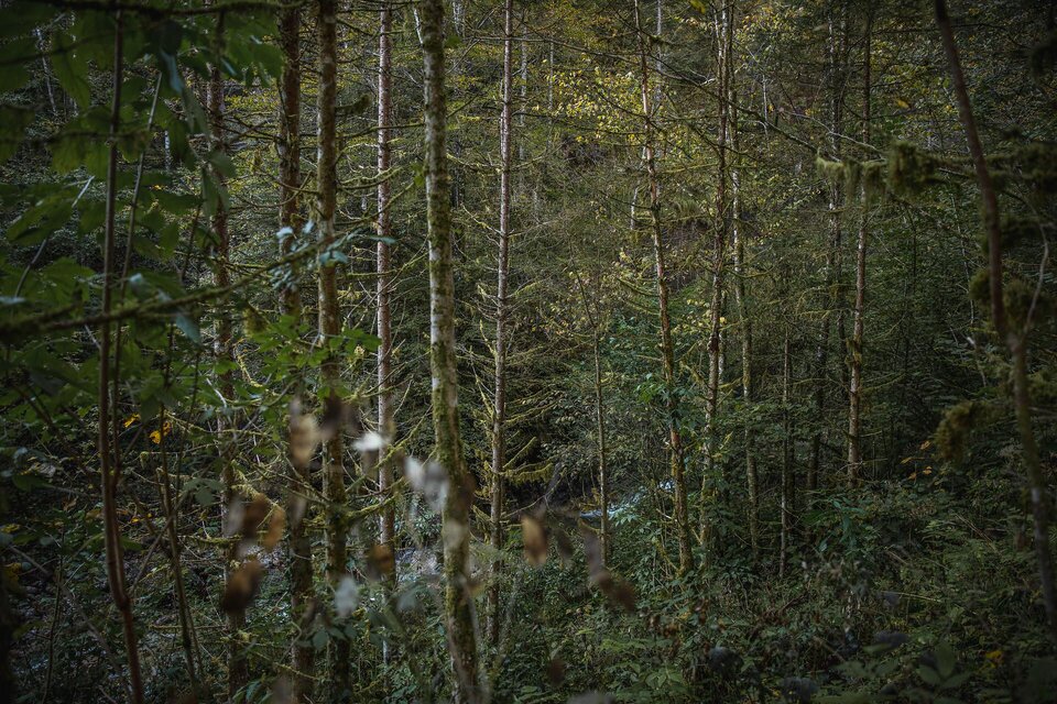 Themed trail "Climate-fit forest" - Impression #1