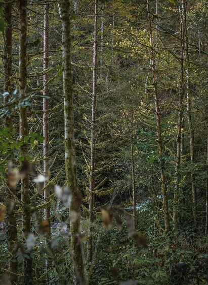 Wald im Natur- und Geopark Eisenwurzen | © thomassattler.at | Thomas Sattler