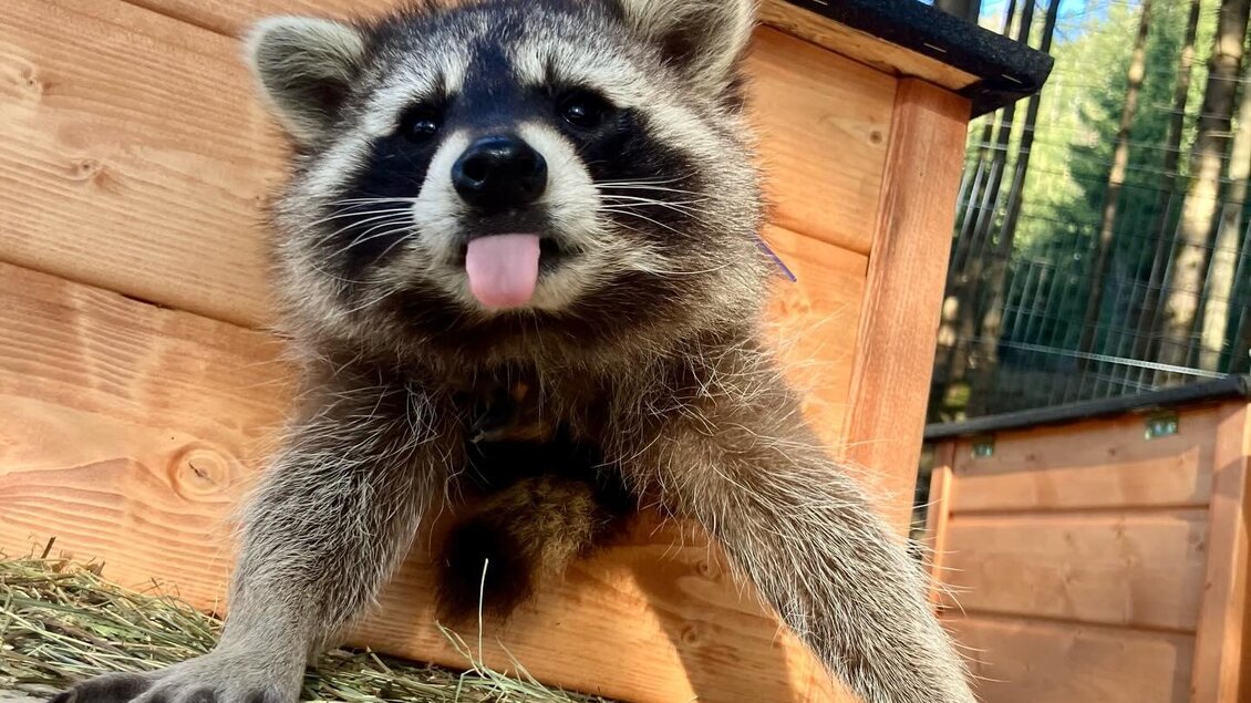Ein neugieriger Waschbär schaut aus einer hölzernen Hütte. Er sitzt auf einer Plattform und zeigt seine Zunge. | © Tierpark Tragöß