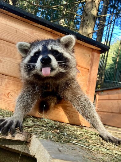 Waschbär | © Tierpark Tragöß