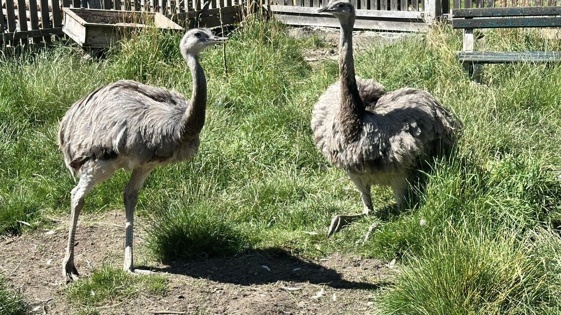Zwei Emus stehen in einem grünen Gehege. Im Hintergrund sind ein Zaun und etwas Baumvegetation zu sehen. | © Steiermark Tourismus