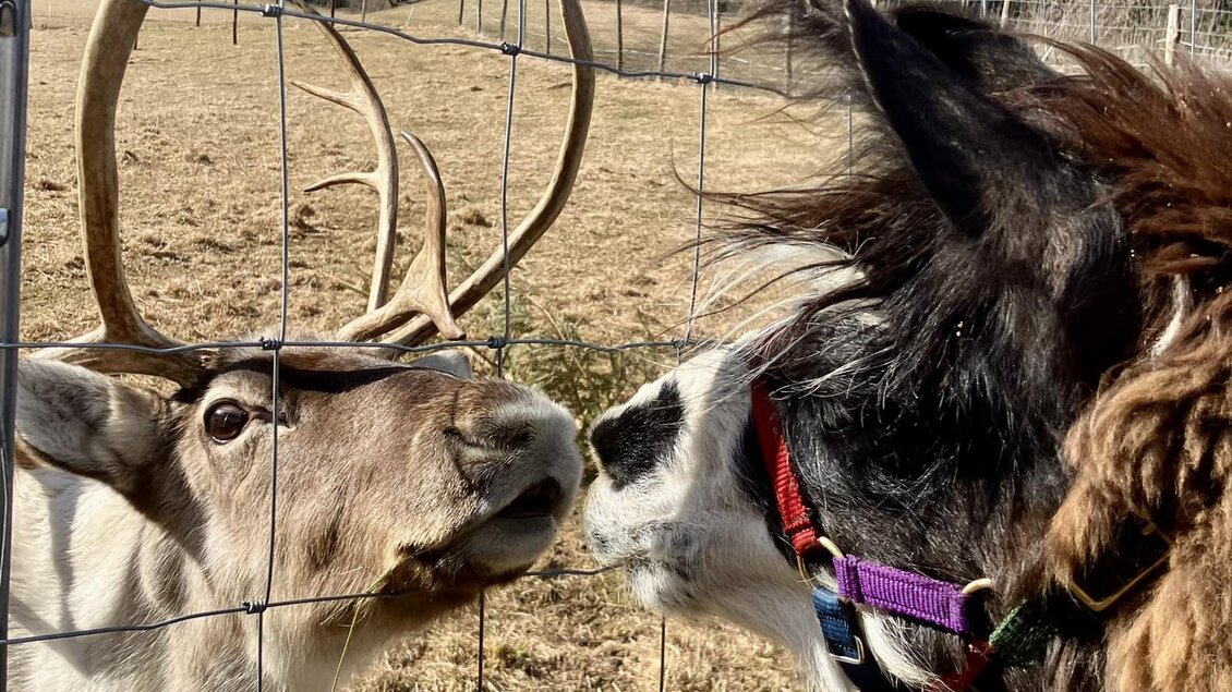Ein Rentier und ein Llama stehen sich an einem Zaun gegenüber und scheinen sich zu beschnuppern. Im Hintergrund sind Berge und eine bewaldete Landschaft zu sehen. | © Tierpark Tragöß