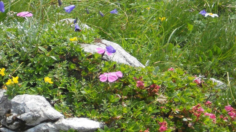 Trawenghütte, Alpenblumen, Tauplitzalm