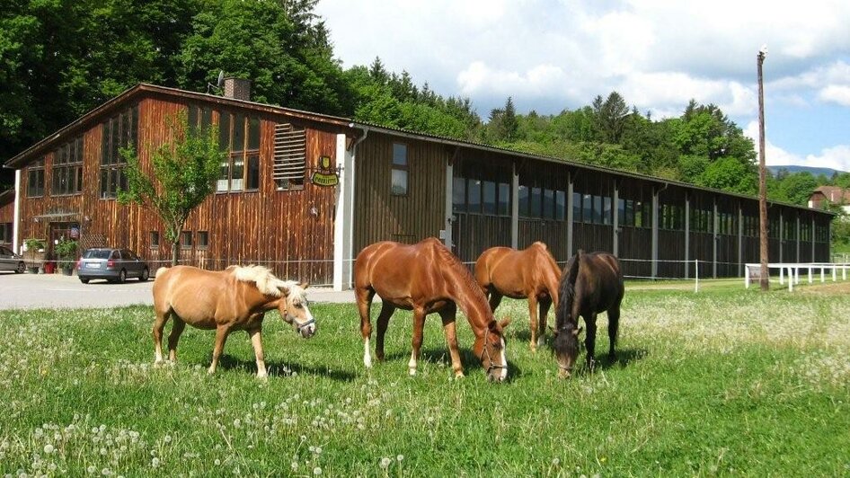 Reitsportzentrum_Pferde auf der Wiese_Oststeiermar | © Reitsportzentrum