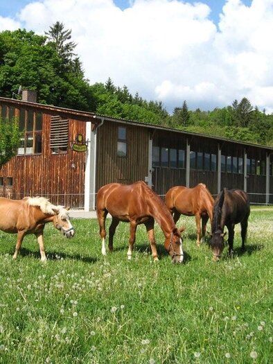 Reitsportzentrum_Pferde auf der Wiese_Oststeiermar | © Reitsportzentrum