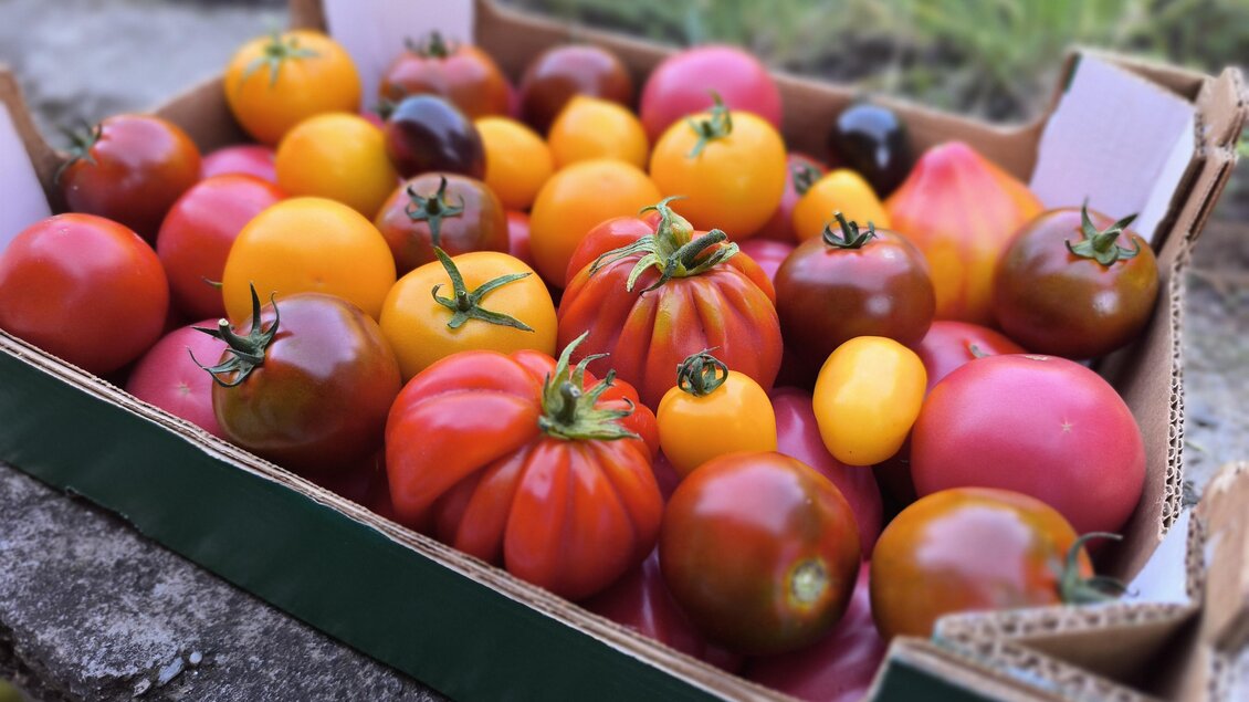 Kiste mit unterschiedlich großen, verschiedenfarbigen Tomaten bei "Vorsicht, Gemüse! auf der Schneßl-Huabn" in Ligist. | © Vorsicht Gemüse!