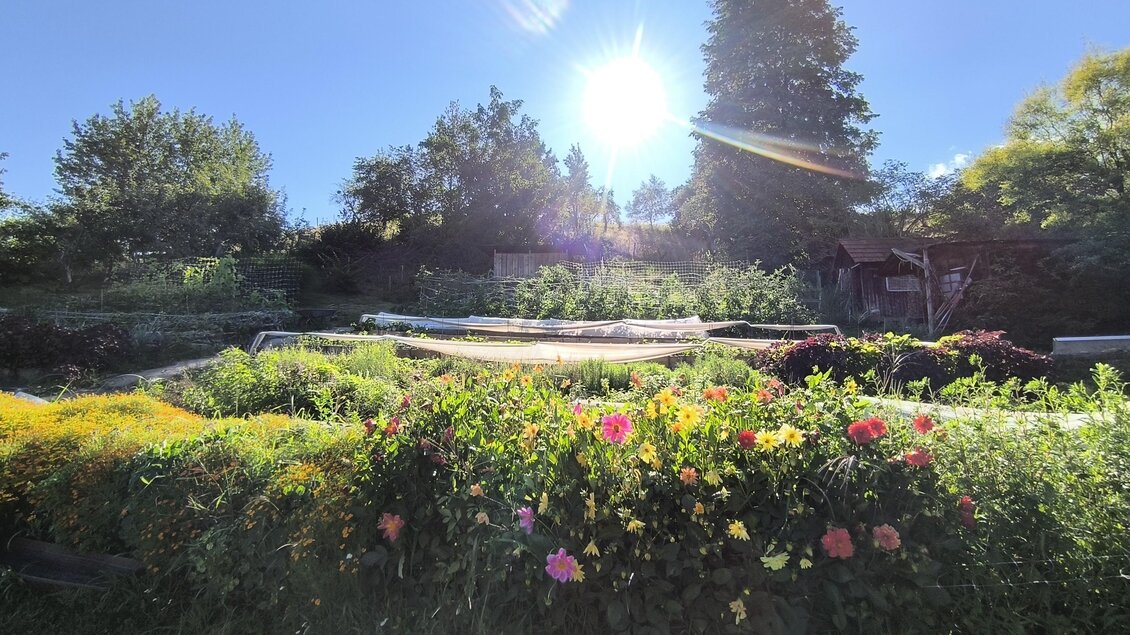 Gemüsegarten bei Sonnenschein mit Gemüsebeeten und blühenden Pflanzen bei "Vorsicht, Gemüse! auf der Schneßl-Huabn" in Ligist. | © Vorsicht Gemüse!