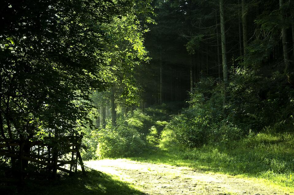 Forest nature trail Vorau - Impression #1 | © Verein der Vorauer Wirtschaft