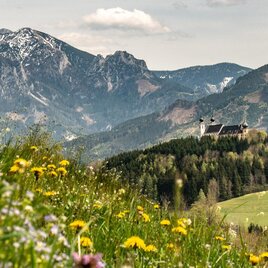 A picturesque landscape with mountains in the background and a castle on a hill. Colorful flowers and green grass complement the idyllic scene. | © TV Gesäuse