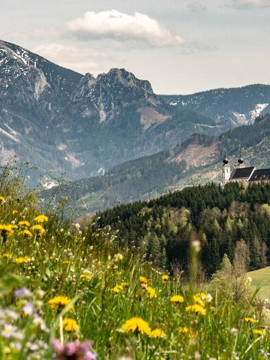 Eine malerische Landschaft mit Bergen im Hintergrund und einer Burg auf einem Hügel. Bunte Blumen und grünes Gras ergänzen die idyllische Szenerie. | © TV Gesäuse