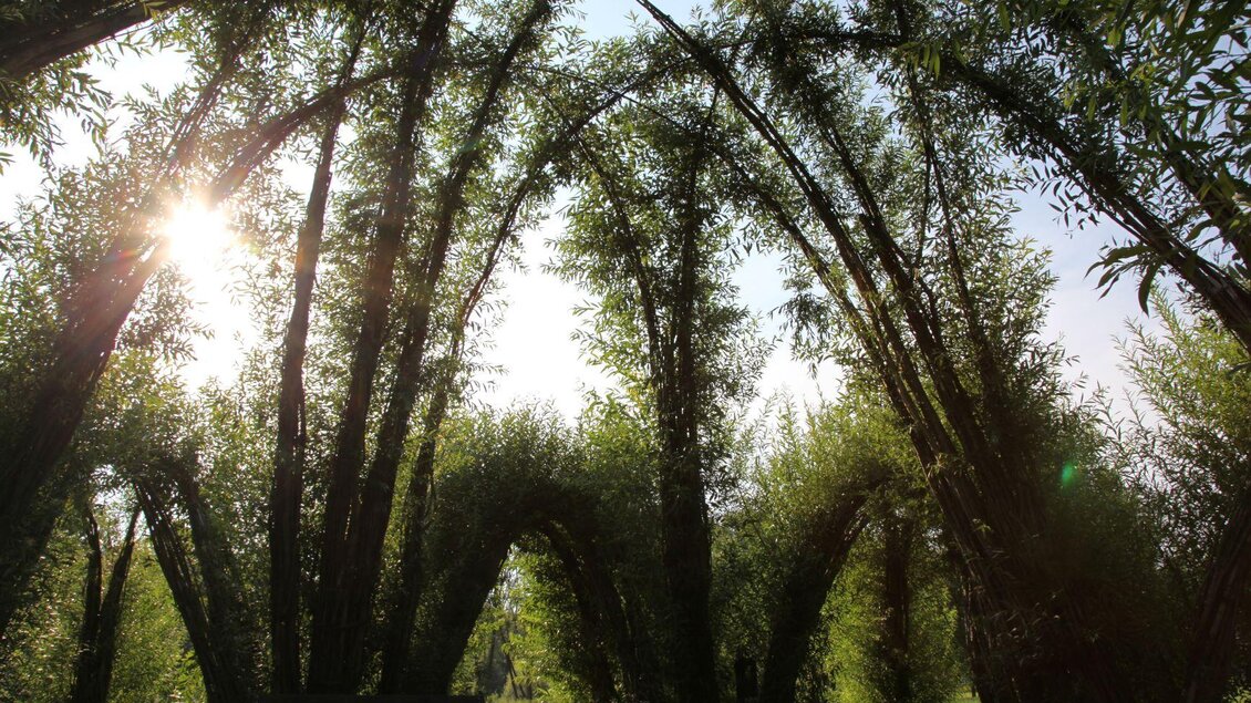 Ein schöner Park mit hohen, bogenförmigen Bäumen. Die Sonne scheint durch das grüne Blätterdach. | © Kurkommission Bad Blumau