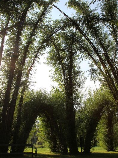 Ein schöner Park mit hohen, bogenförmigen Bäumen. Die Sonne scheint durch das grüne Blätterdach. | © Kurkommission Bad Blumau