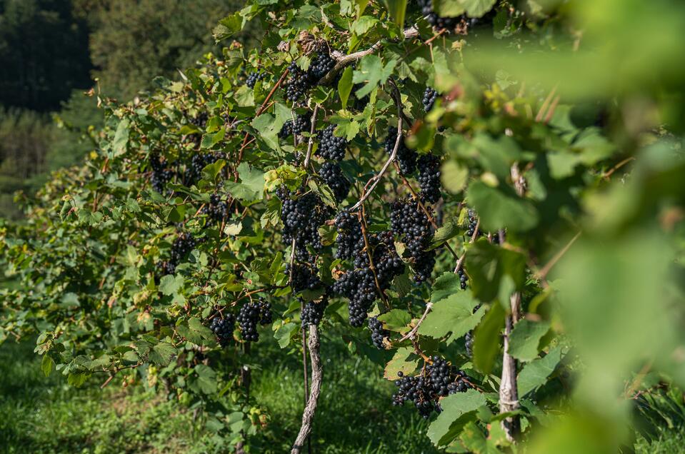 Weinbau Familie Neger - Impression #1 | © Tourismusverband Schilcherland