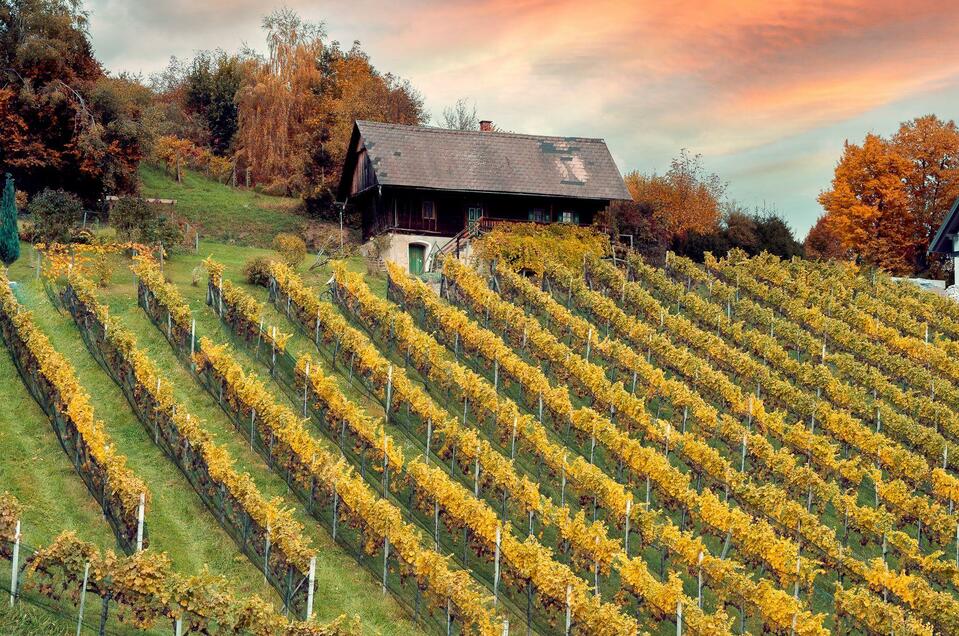 Weinbau Lampl vlg. Mathans - Impression #1 | © Schilcherland Steiermark - Lupi Spum