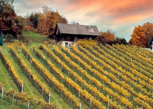 Weingarten Herbst | © Schilcherland Steiermark - Lupi Spum