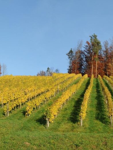 A picturesque hill with colorful vines. In the background, autumn trees and a clear sky can be seen. | © Buschenschank Raab-Holzer