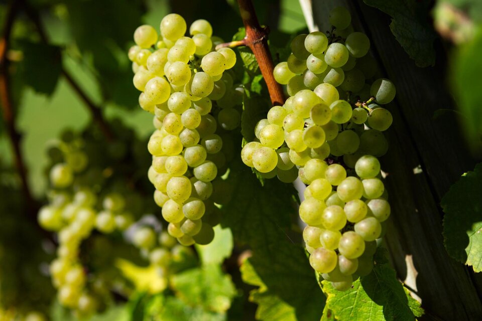 winery Weiß in St. Anna/A. - Impression #1 | ©  Thermen- & Vulkanland