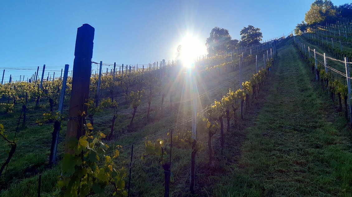Ein Weinberg mit sanften Hügeln und Reihen von Traubenpflanzen. Die Sonne scheint hell über die Landschaft. | © Weinbau Zitz
