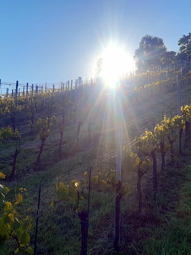 A vineyard with gentle hills and rows of grapevines. The sun shines brightly over the landscape. | © Weinbau Zitz