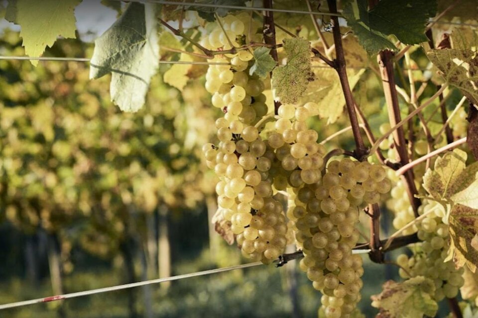 Weingartmann Wines - Impression #1 | © Weingartmann Weine