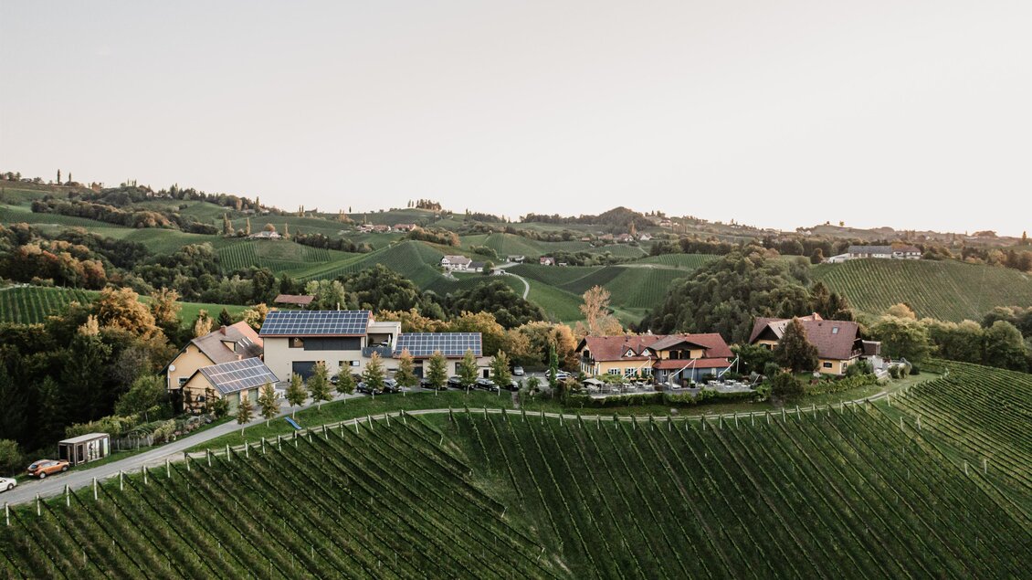 Eine malerische Weinlandschaft mit sanften Hügeln und Weinreben. Im Hintergrund sind Häuser und Bäume in der Abenddämmerung zu sehen.