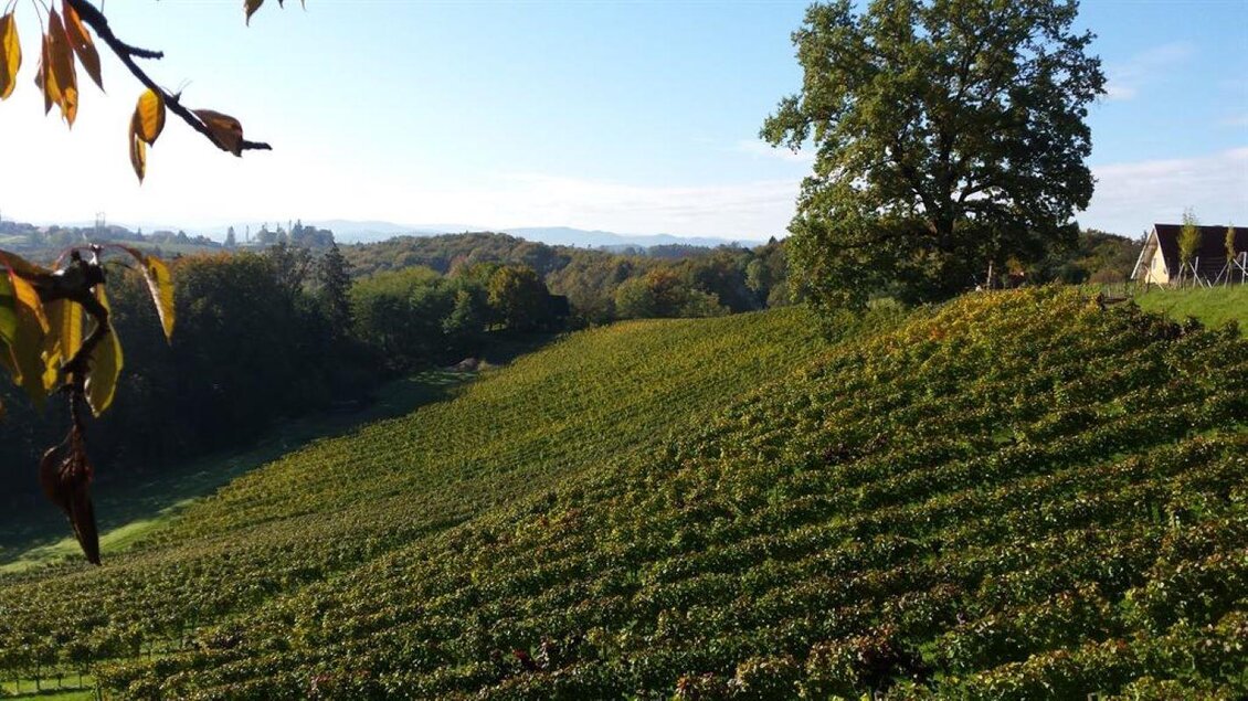 Eine malerische Weinlandschaft mit sanften Hügeln und üppigen Reben. Im Hintergrund sind Bäume und ein klarer Himmel zu sehen. | © Weingut Assigal